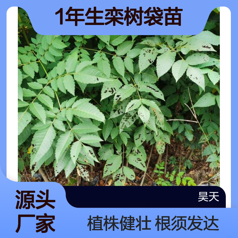 昊天园林 1年生栾树袋苗 H80CM 植株健壮根须发达