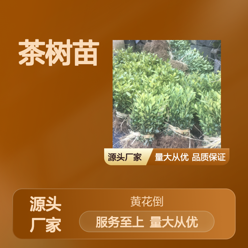 大豪38茶树苗 基地直供 品质保证 专业种植 健康绿色