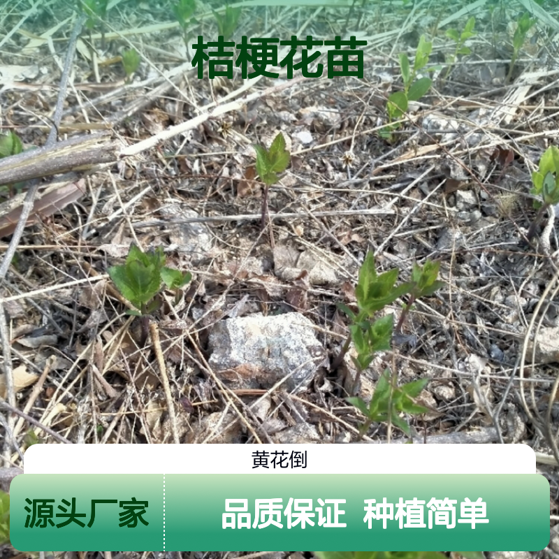 桔梗花苗 批发基地直供 园林植物 高产优选 易于成活