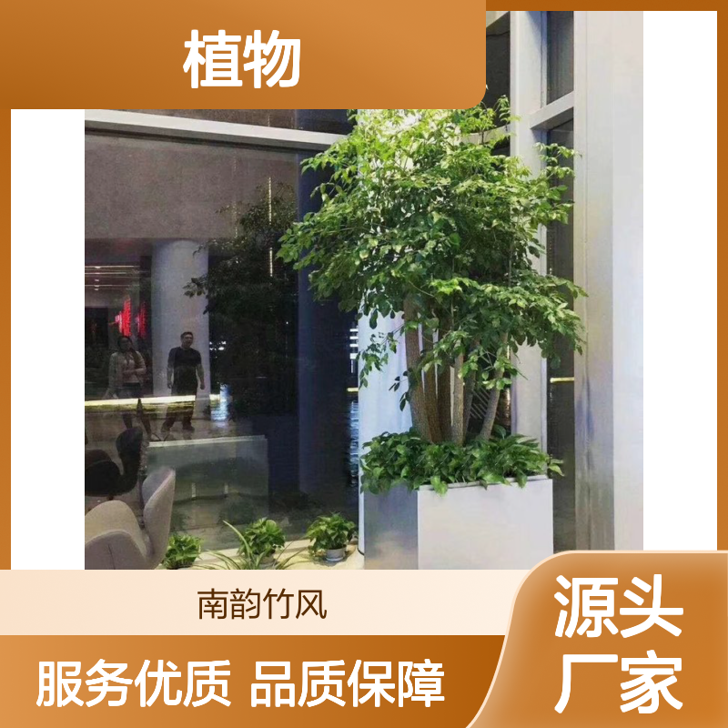 办公室植物租摆服务 南韵竹风绿植养护 定期上门更换