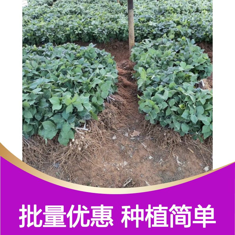 七叶一枝花小苗 园艺种植优选 抗逆性强 易于管理