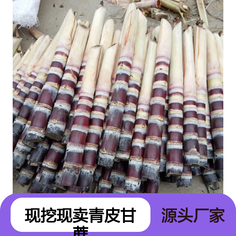 现挖现卖青皮甘蔗种 苗圃产地直供品质保证种植技术分享