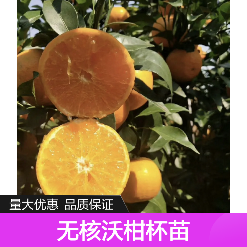 096无核沃柑杯苗 批发零售 挂果强 长势旺盛 口感甜柔