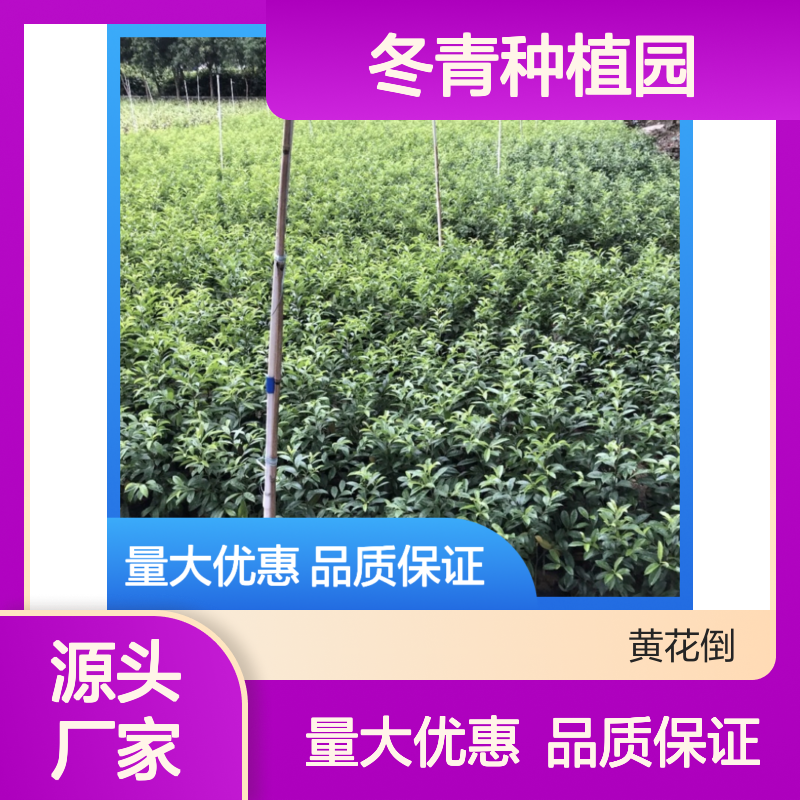 批发供应冬青苗 常绿灌木 冬青种植园出品 生长迅速