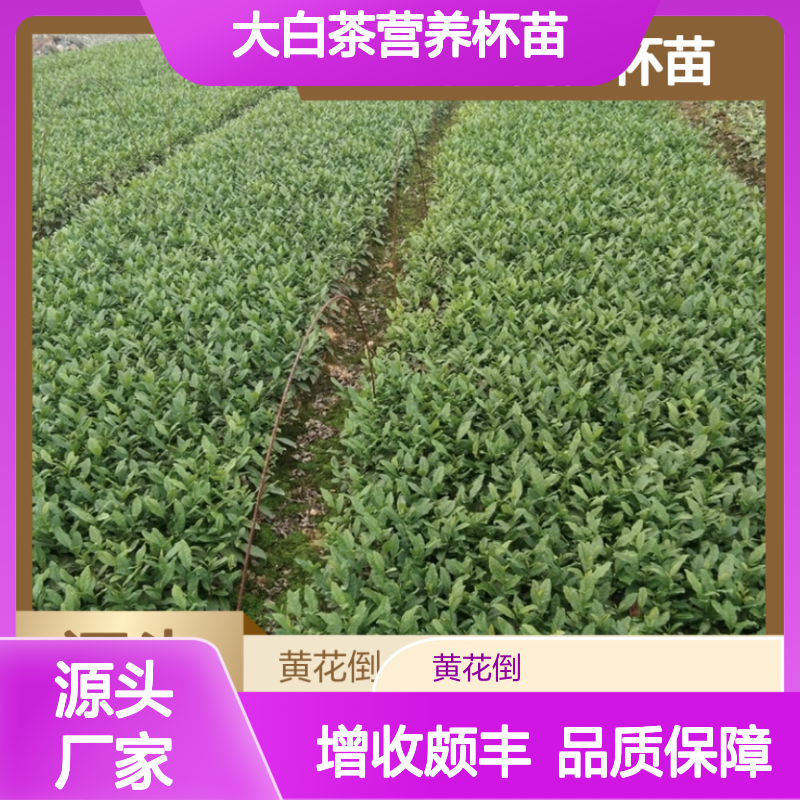 大白茶营养杯苗 荒山农田种植佳选 一手货源 收益颇丰