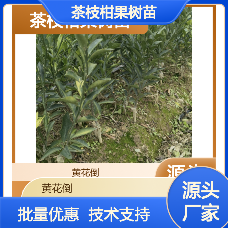 茶枝柑果树苗 嫁接繁育 药食同源 产量高 品质保证