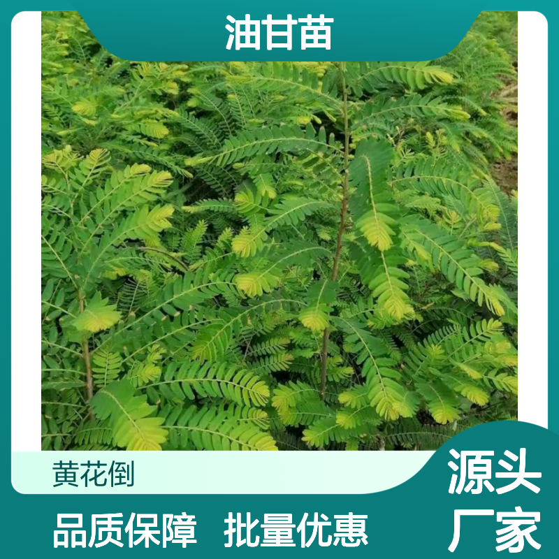 精选油甘苗 热带亚热带适用 果树苗批发 易于修剪