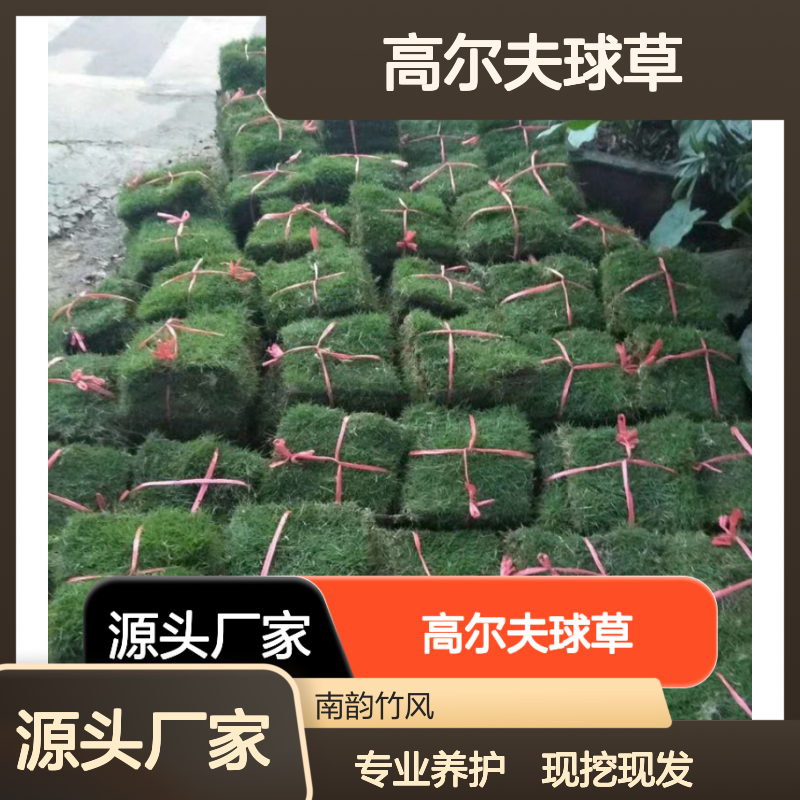 高尔夫球草 台湾草专业养护护理指南 生长繁茂