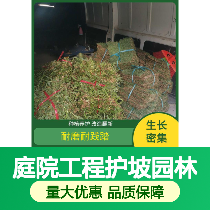 南韵竹风 真草坪草皮带泥土马尼拉大叶油台湾草庭院工程护坡园林