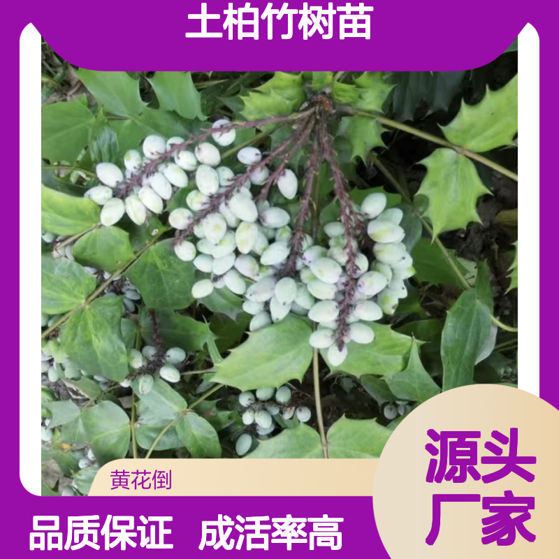 苗木合作社自营土柏竹树苗 多年生根系发达成活高规格齐全