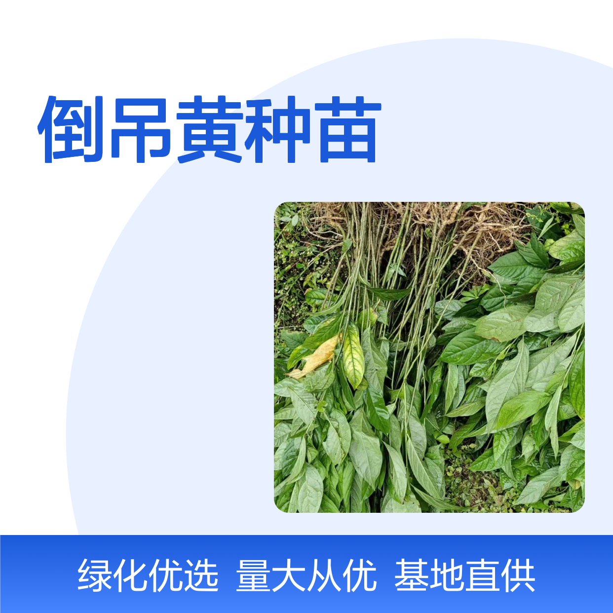 倒吊黄种苗 基地直供 园林绿化优选 枝叶繁茂 管理简便