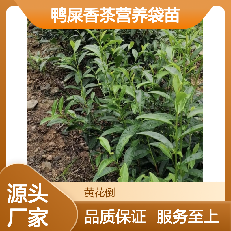 产地直发鸭屎香茶营养袋苗 送货上门包邮欢迎来电洽谈经验分享