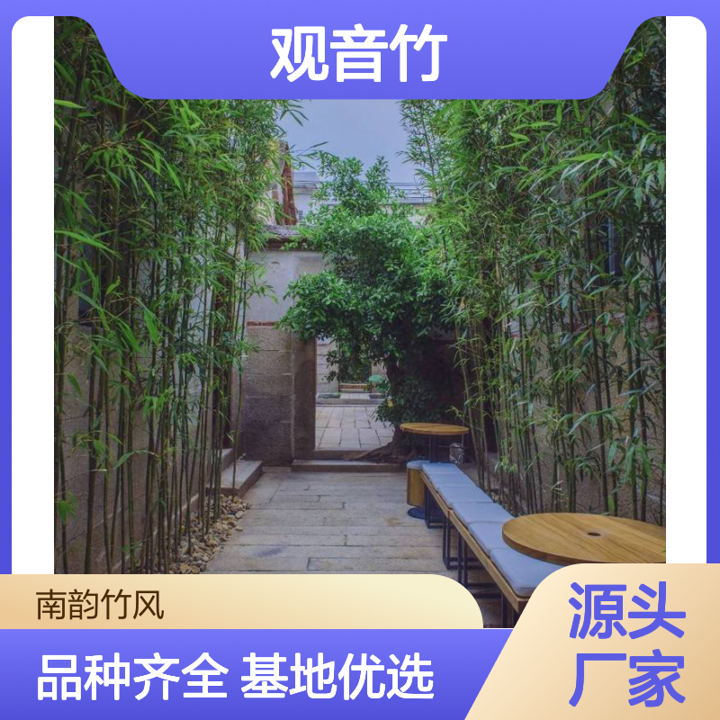 精选竹类植物 观音竹刚竹文竹品种多样 基地直供