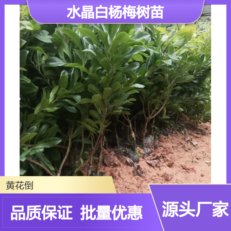 优质水晶白杨梅树苗 种植基地批发 成活率高 甜酸适口
