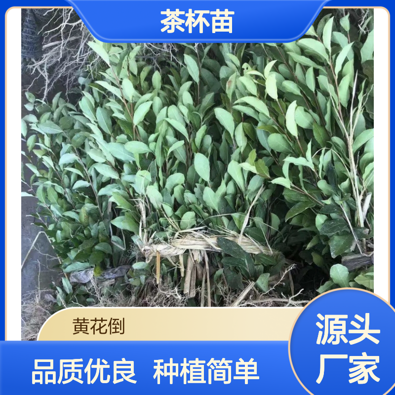 瑞香305茶杯苗 荒山农田均可种植 自营基地 收益良好