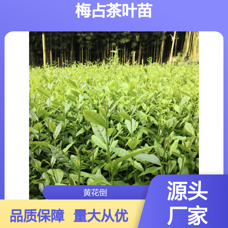 梅占茶叶苗 百亩种植区直供 品质优良 口感醇厚