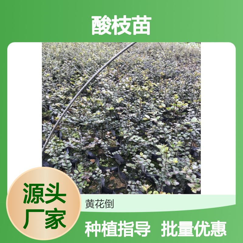 原装进口酸枝苗 园林种植优选 速生快长 适应性强