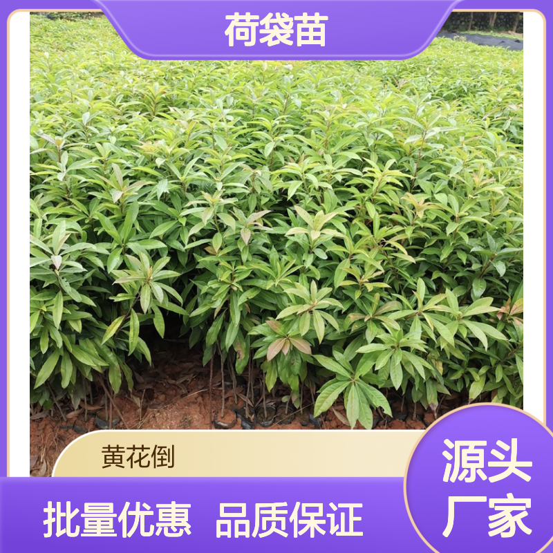 木荷袋苗 防火耐燃 绿化优选 材质坚韧 天然更新