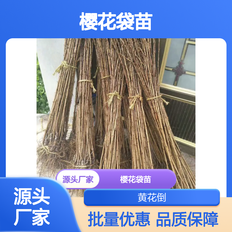 樱花百亩种植园 优质袋苗 批发园林绿化 专业培育