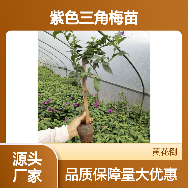 紫色三角梅苗 基地直供 批发优选 扦插易活 生长迅速