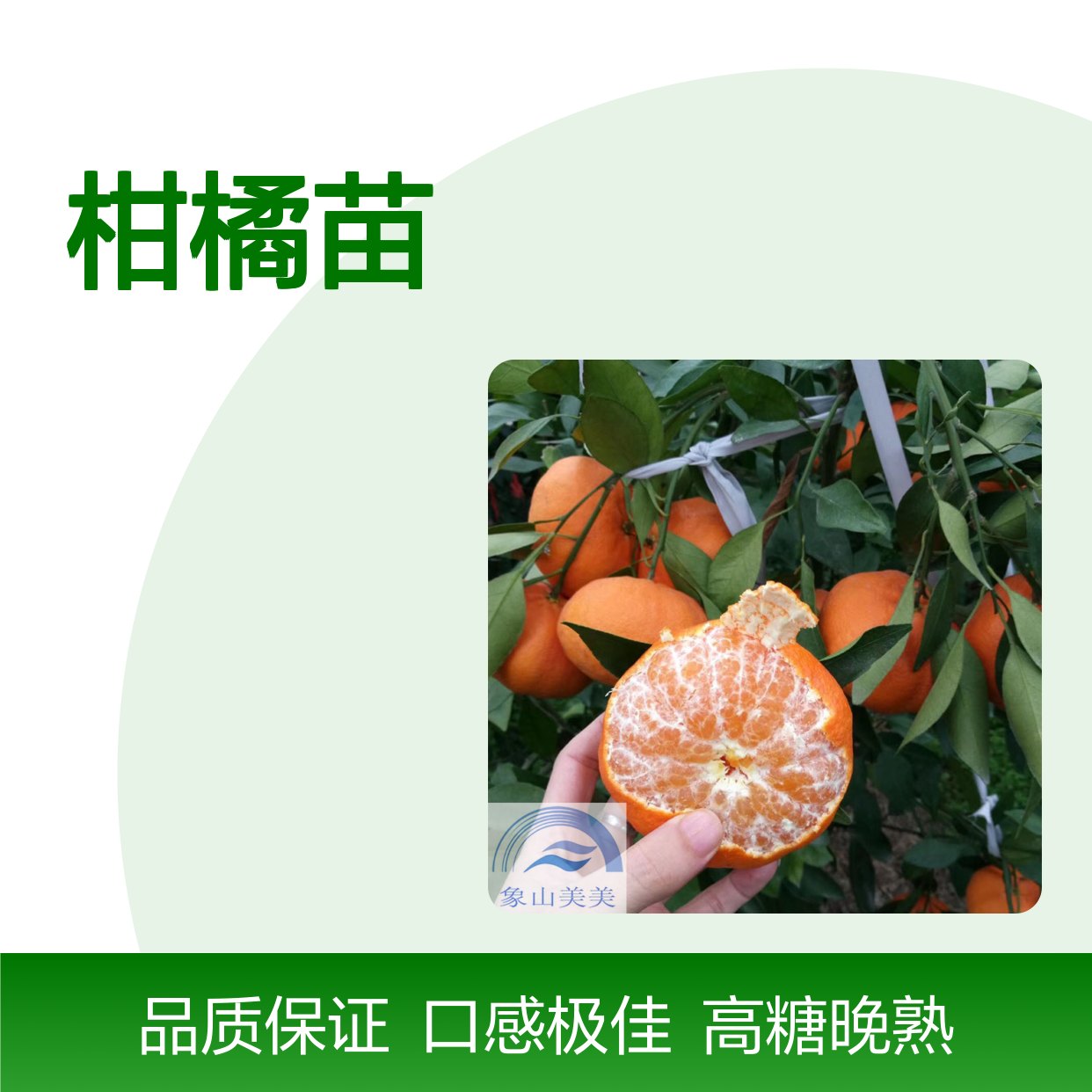 正宗甘平柑橘苗 优良柑桔树苗 高糖晚熟杂柑 苗圃基地20棵起批