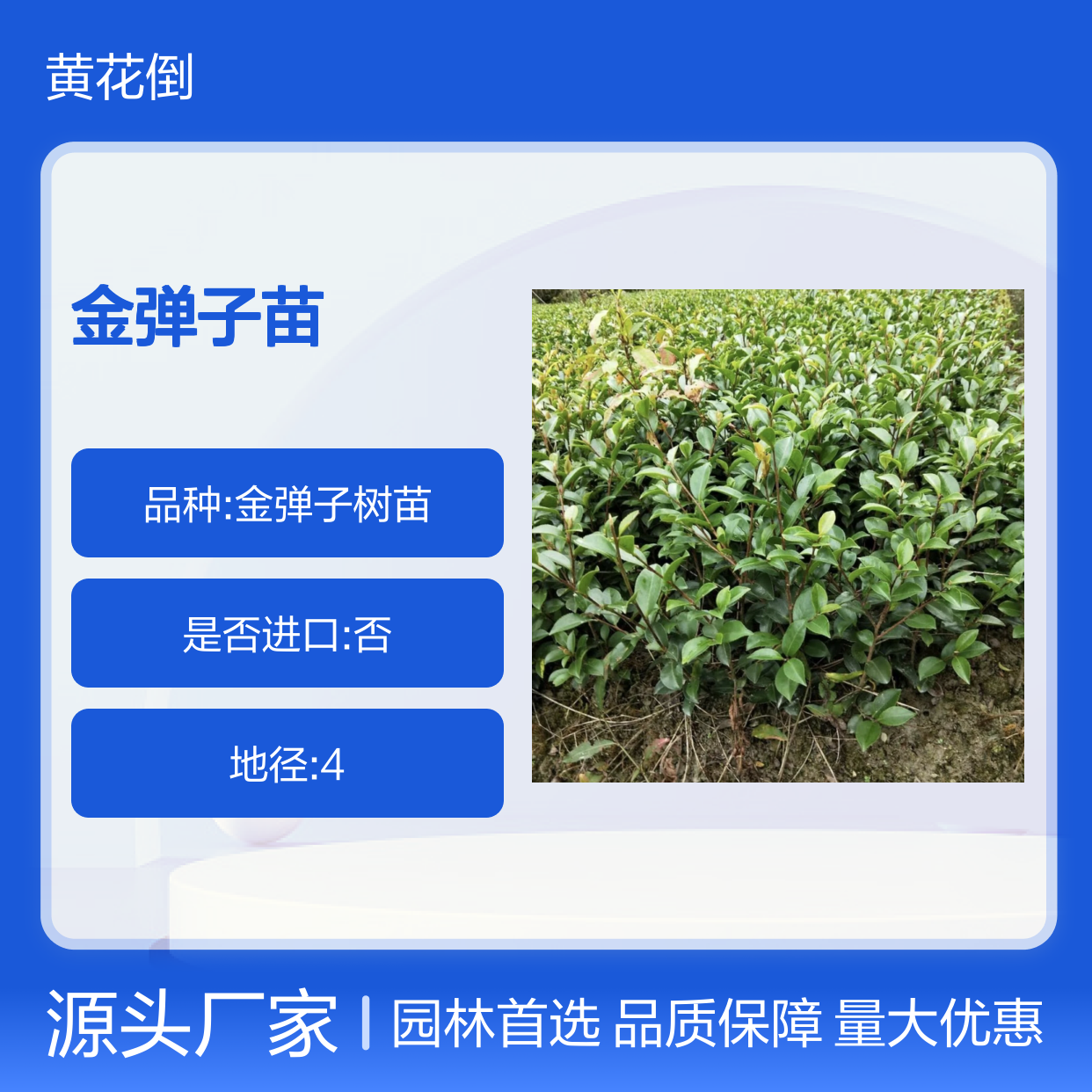 精选金弹子苗 园林绿化优选 种植园直供 生长迅速