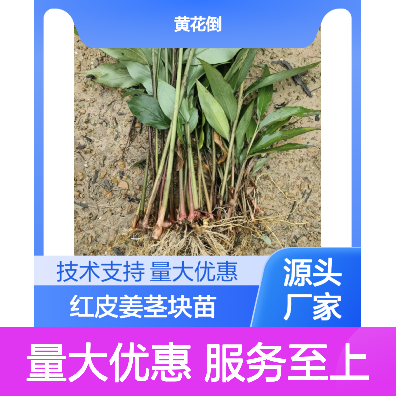 红皮姜茎块苗 多年生草本 园林绿化优选 现货充足