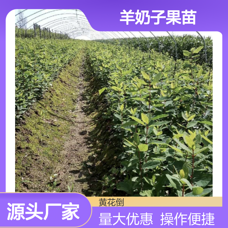 羊奶子果苗蓝靛果极寒地区特产 原始森林 管理简单