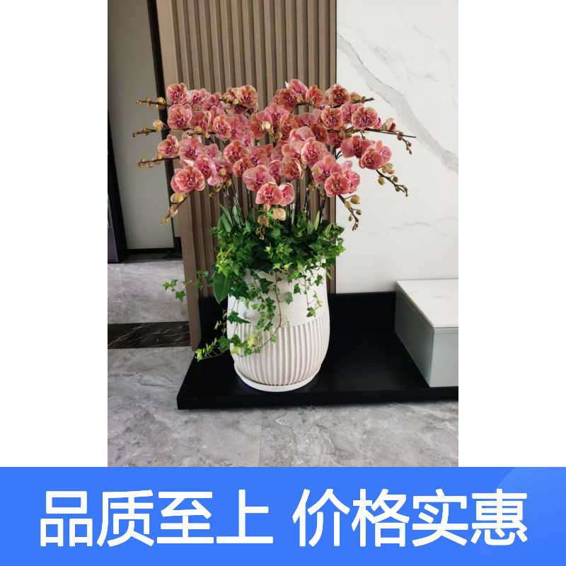 深 圳蝴蝶兰盆栽基地种植批发 年宵花卉盆栽精品 南韵竹风