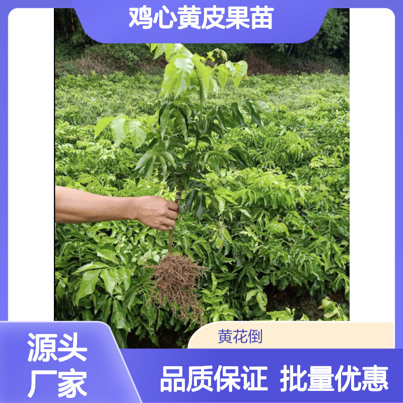 鸡心黄皮果苗 优质果树苗木 批发供应 早熟清甜