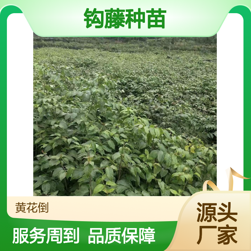 钩藤种苗批发 园林植物常绿灌木 钩藤苗 生长迅速
