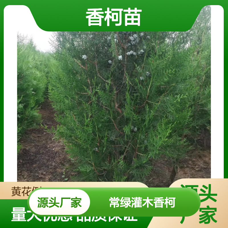 常绿灌木香柯 耐寒耐旱易养活 成本低廉