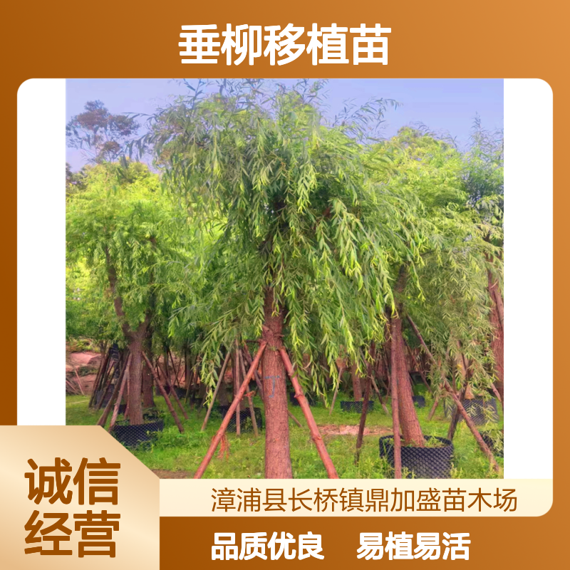 漳 州产6-7米高垂柳移植苗 胸径25cm 冠幅100cm 露地栽培易管理
