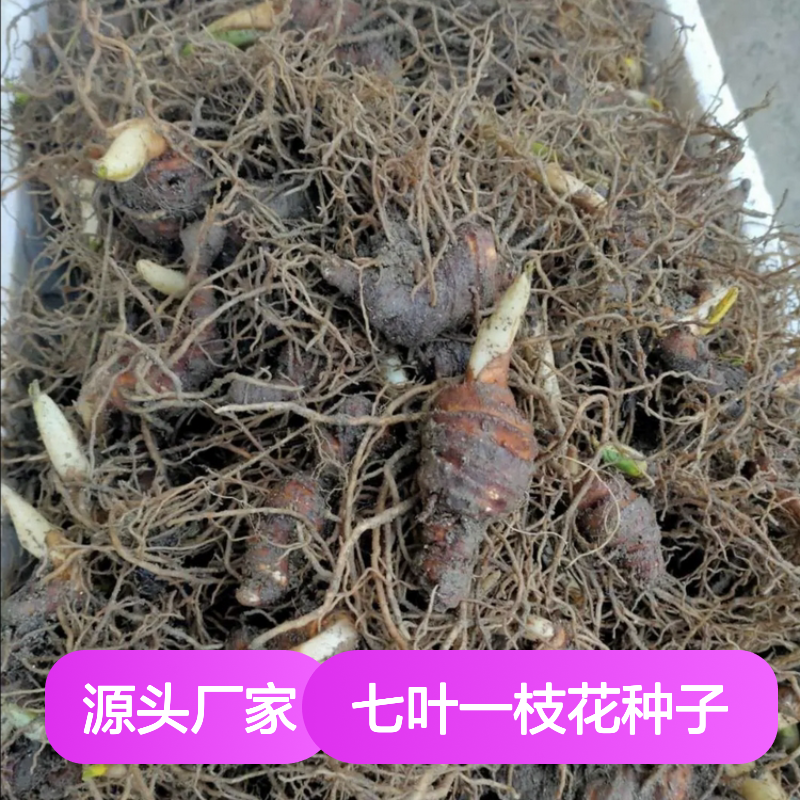 当年采收七叶一枝花种子 自营基地免费技术指导