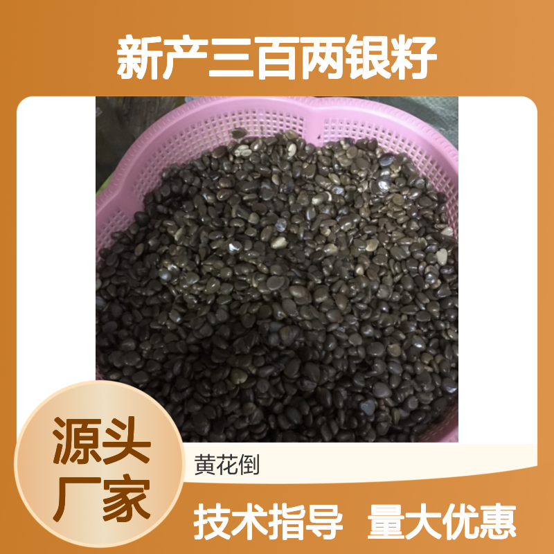 新产三百两银籽 种植技术全面指导 采收无忧 服务贴心