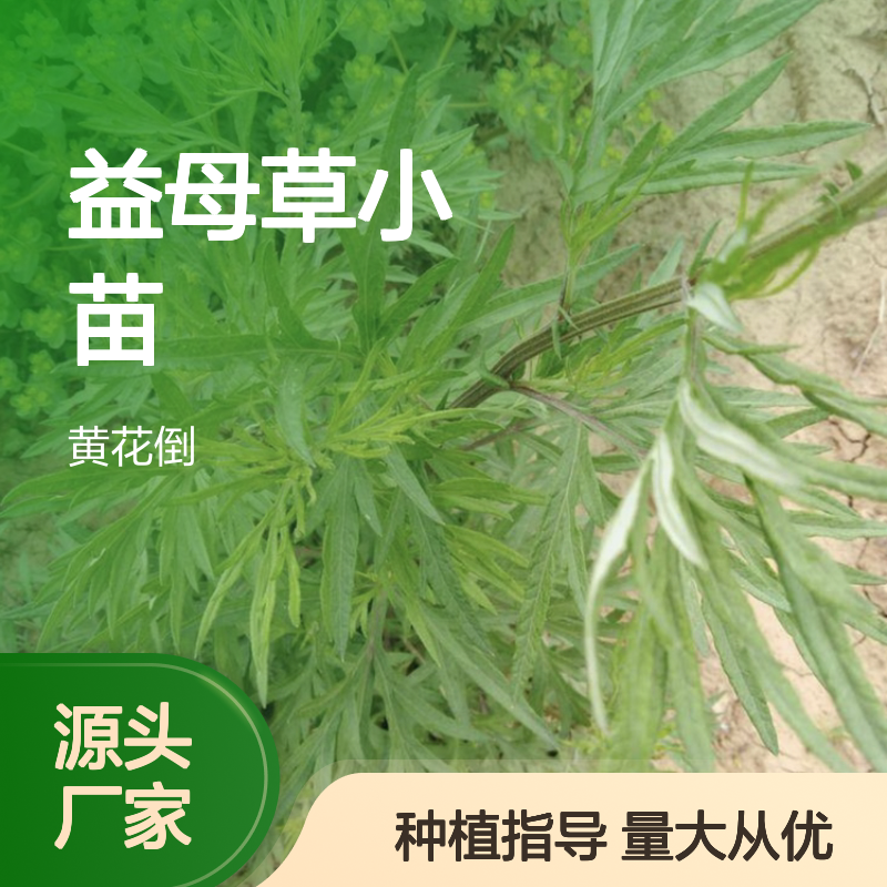 益母草小苗 产地直供 种植指导 批发优惠 新鲜采摘