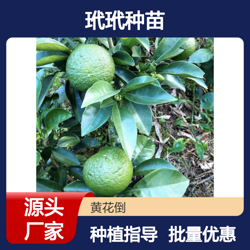 玳玳种苗 百亩主产区直供 批发优选 生长旺盛 抗病性强