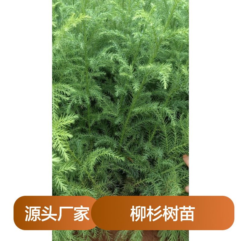 柳杉树苗 造林优选 批量供应 生长迅速 易于栽培