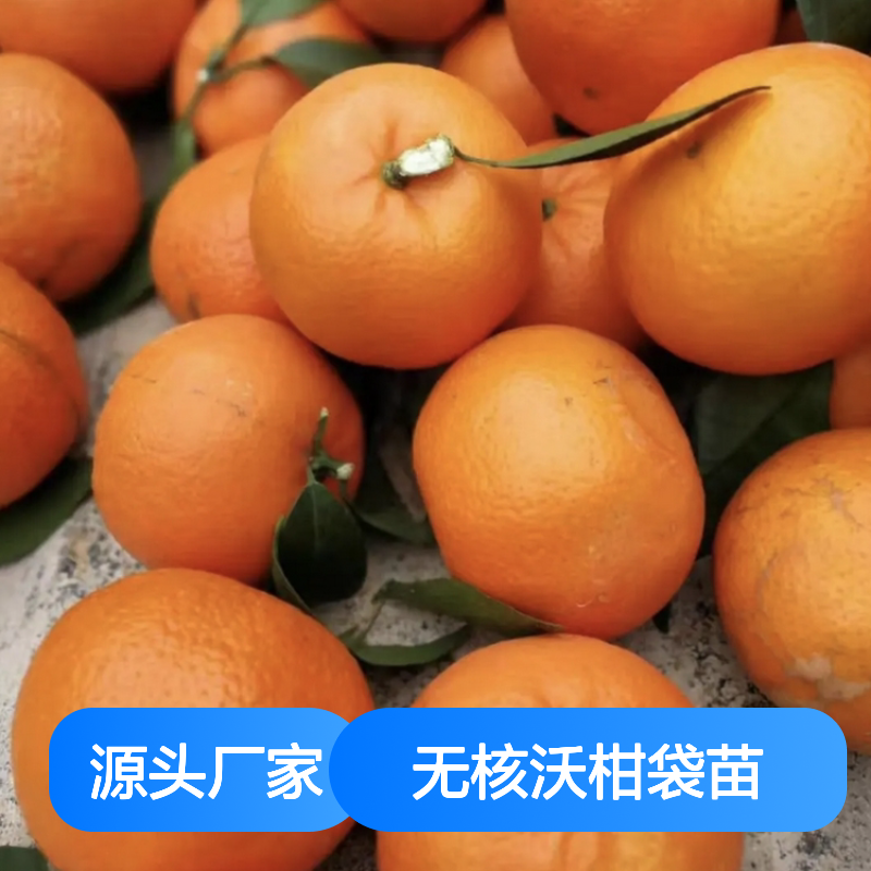 091无核沃柑袋苗 基地直供挂果强 长势旺盛 汁多爽口