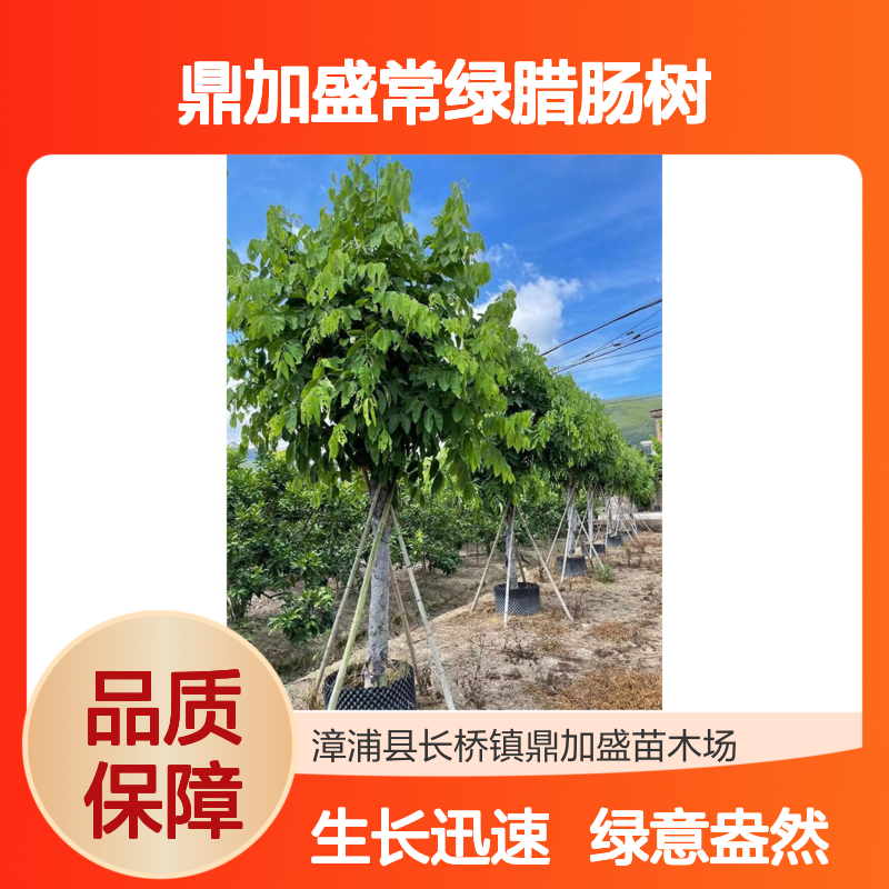 漳 州基地250冠幅鼎加盛常绿腊肠树 庭院绿化观叶观赏树年生长10cm