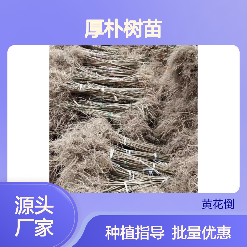 厚朴种植区优质厚朴树苗批发 生长迅速 适应性强