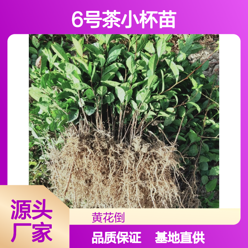 基地直供福云6号茶小杯苗 多年生根系发达成活高规格齐全