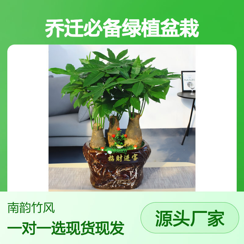 发财树盆景福 田五辫发财树盆栽 公司开业乔迁必备绿植盆栽