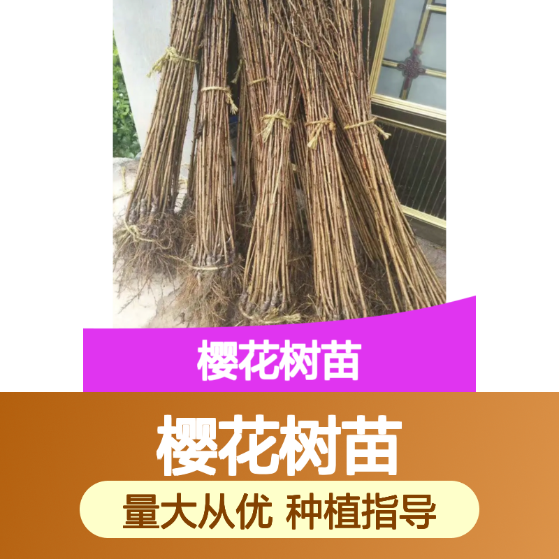 山樱花树苗 批发基地直供 多品种园林优选 服务周到
