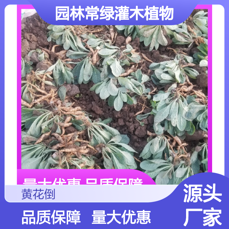 小鸡喝酒小苗 园林常绿灌木植物 生长健壮 观赏性强