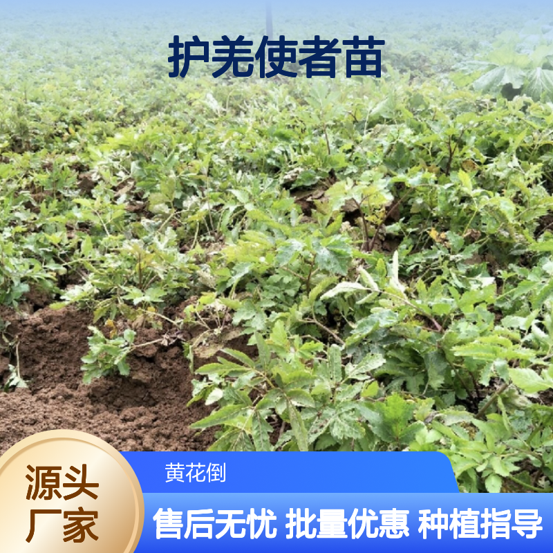 护羌使者苗 批发种植指南 高产稳产 药用价值 三回羽状