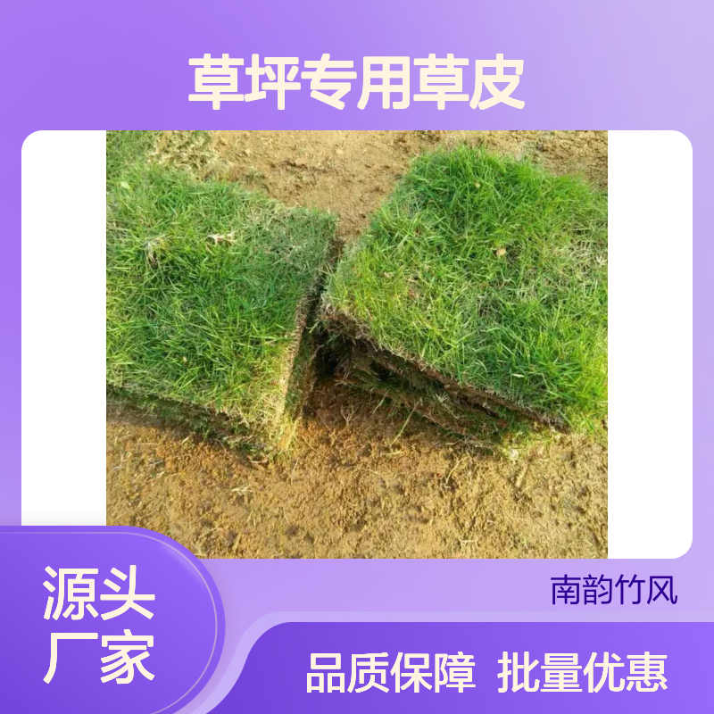 草坪专用草皮 马尼拉草 高密度耐践踏 节水环保