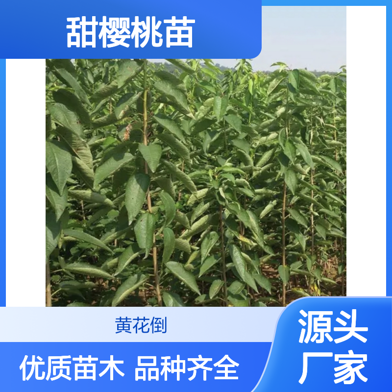 巴西甜樱桃苗 杂交种果实大酸甜爽口 抗寒抗旱