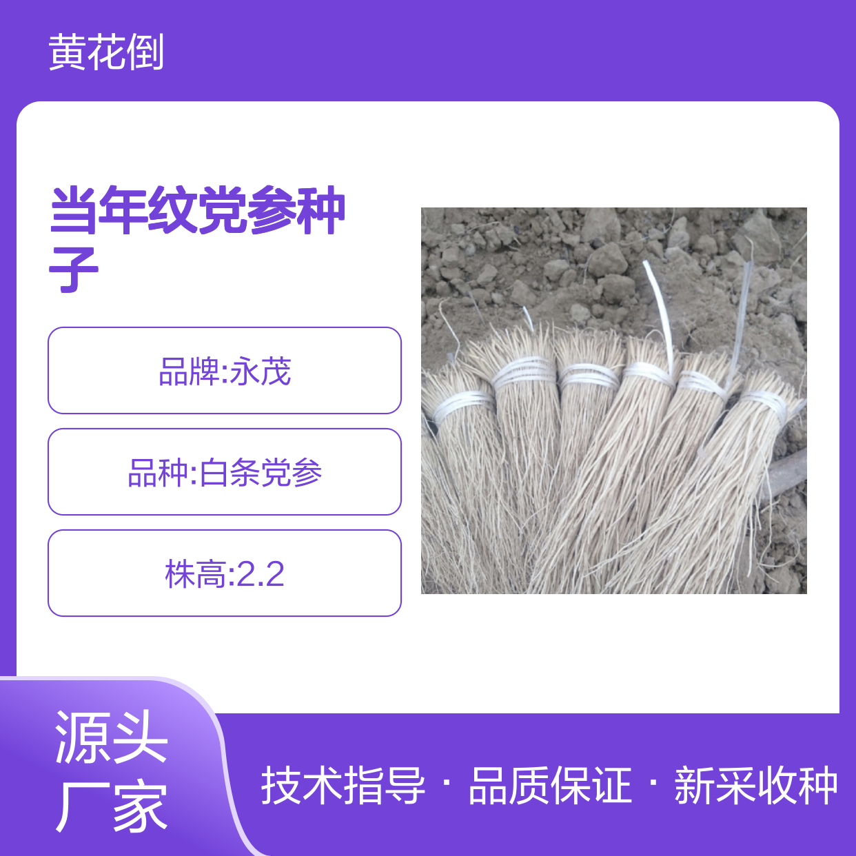新采收当年纹党参种子 苗木合作社自营免费技术指导