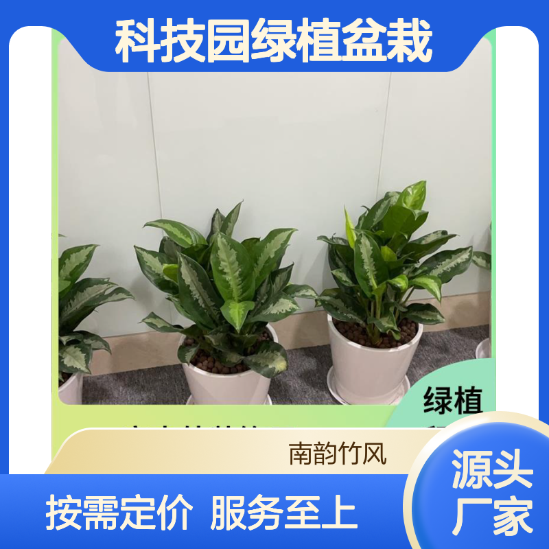 绿萝南 山科技园绿植盆栽 公司植物租摆 服务型企业 按需定价